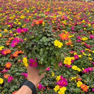 Portulaca 'Carnaval'